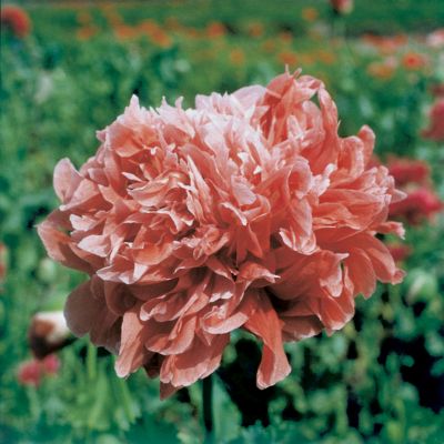 Poppy Park's Peony Frosted Salmon: 4- to 5-inch, fully double blooms have short, erect, slightly curled petals of creamy-salmon, tightly packed in whorls somewhat like a Peony or Rose. They arise atop erect, sturdy green stems.