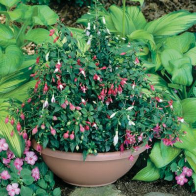 Fuchsia Foxtrot Mix