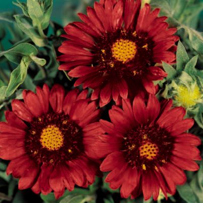 Blanket  Flower Burgundy