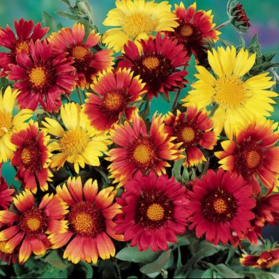 Blanket Flower Painter's Palette: Big daisy-shaped blooms are packed with overlapping, slightly pointed petals radiating out from a fancy center of gold, reddish-brown, or a combination of both. The blooms arise at the end of strong, thick stems of midgreen, above divided, thin foliage. The colors in this mix include solid yellow, burgundy, and rosy-red, plus numerous bicolors.