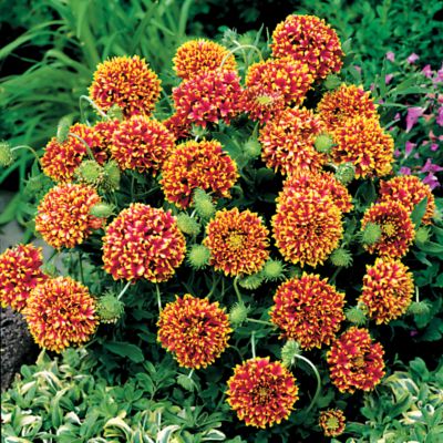 Blanket Flower Sundance Bicolor