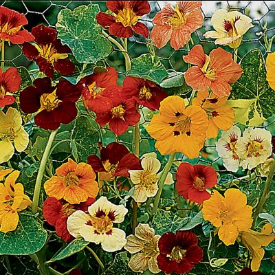 Nasturtium Jewel of Africa