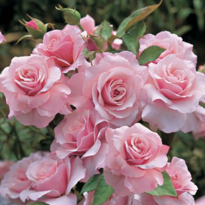 Rosa 'Our Lady of Guadalupe'