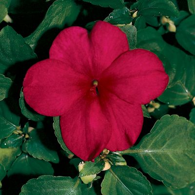 Impatiens Shady Lady Burgundy Hybrid: Single, 5-petaled dark burgundy blooms have a wide-open, flattish form with rounded petal edges. They face up and out, banked by bright green foliage on low-growing plants.