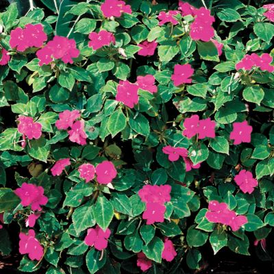 Impatiens Sunny Lady Rose Hybrid: 2-inch rosy-red blooms on 8- to 10-inch mounded plants, dense and compact.