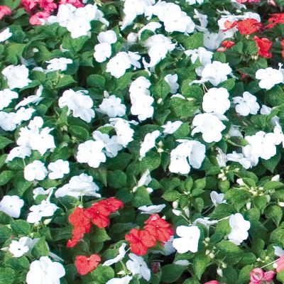 Impatiens Sunny Lady White Hybrid: Single 2-inch white blooms on 8- to 10-inch mounded plants, dense and compact.