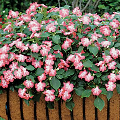 Impatiens Sunny Lady Cranberry Hybrid: Single 2-inch cranberry-red blooms on 8- to 10-inch mounded plants, dense and compact.