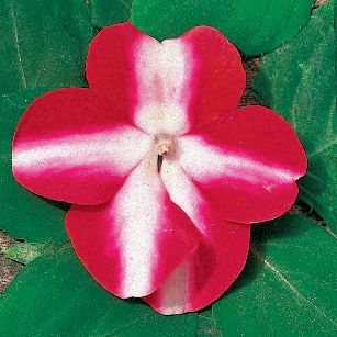 Impatiens Shady Lady Red & White: Single, 5-petaled blooms have a wide-open, flattish form with rounded petal edge. The blooms are bright red with a wide white stripe down the center of each petal, forming a star shape. Blooms face up and out, banked by bright green foliage on low-growing