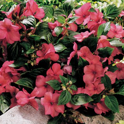 Impatiens Sunny Lady Salmon Shimmer Hybrid: 2-inch salmon-colored blooms overlaid with a glittery silvery sheen on 8- to 10-inch mounded plants, dense and compact.