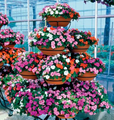 Impatiens Sunny Lady Hybrid Mix: A mix of 16 colors on 8- to 10-inch mounded plants, dense and compact.