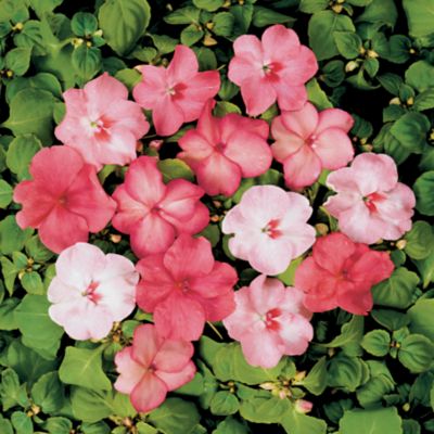 Impatiens Shady Lady Blushing Beauties Hybrid Mix: Since 1 1/2-inch blooms of peach, rose, lilac, and lavender, with silvery-white overtones and contrasting center marks.