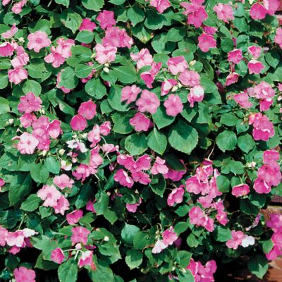 Impatiens Sunny Lady Deep Pink Hybrid: 2-inch dark pink blooms on 8- to 10-inch mounded plants, dense and compact.