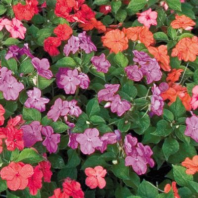 Impatiens Sunny Lady Lilac Hybrid: Single 2-inch blooms of lilac on 8- to 10-inch mounded plants, dense and compact.