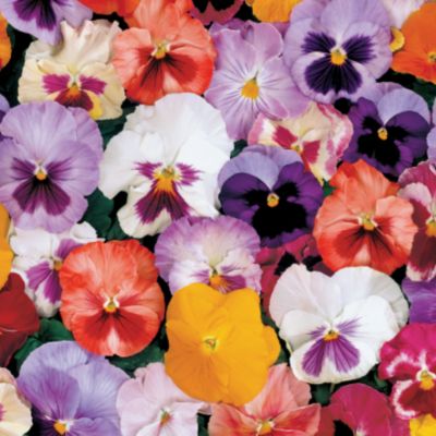 Pansy Acquarelle Hybrid Mix