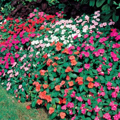 Impatiens Shady Lady Hybrid Mix: Single, 5-petaled blooms have a wide-open, flattish form with rounded petal edges. They face up and out, banked by bright green foliage on low-growing plants. This mix contains all the colors in the series, including those with contrasting eyes.