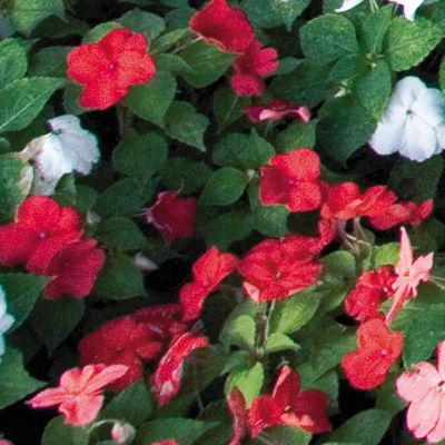 Impatiens Sunny Lady Red Hybrid: Bright red 2-inch blooms on 8- to 10-inch mounded plants, dense and compact.