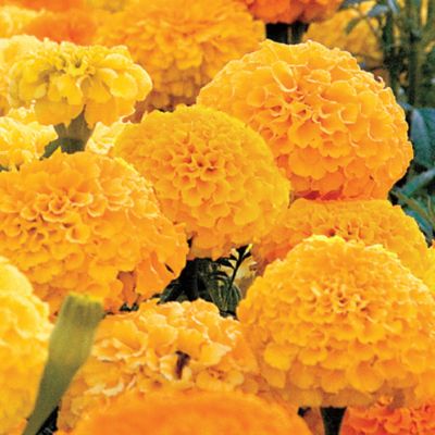 Marigold Park's Whopper Gold: Double 4-inch blooms of brightest gold have a rounded, ball-like shape and masses of short, quilled petals on thick stems above the foliage.