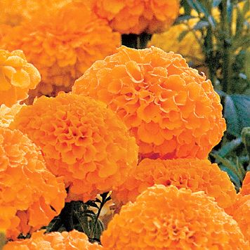 Marigold Park's Whopper Orange: Double 4-inch blooms of brightest orange have a rounded, ball-like shape and masses of short, quilled petals on thick stems above the foliage.