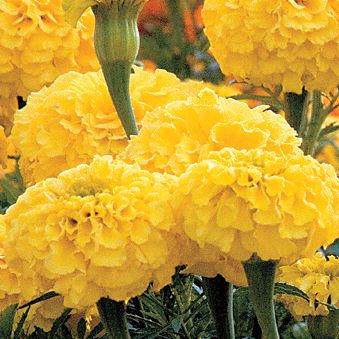 Marigold Park's Whopper Yellow: Double 4-inch blooms of brightest yellow have a rounded, ball-like shape and masses of short, quilled petals on thick stems above the foliage.