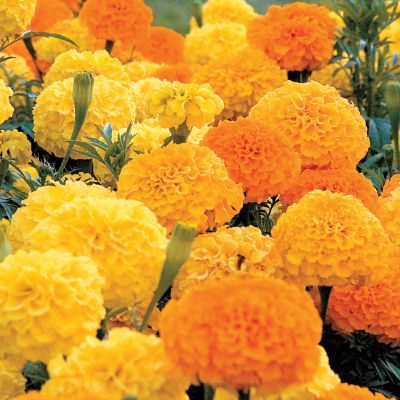 Marigold Park's Whopper Mix: Double 4-inch blooms of brightest orange have a rounded, ball-like shape and masses of short, quilled petals on thick stems above the foliage.