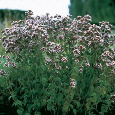 Oregano