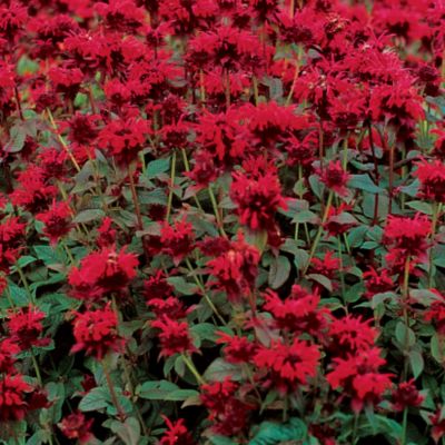 Monarda Panorama Red Shades