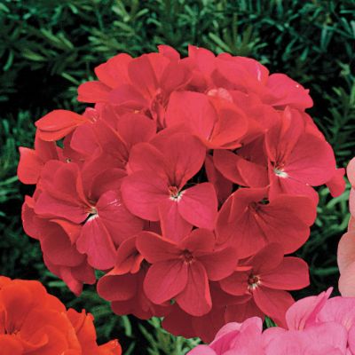 Geranium Orbit Rose