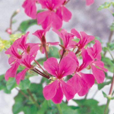 Geranium Summer Showers Rose Hybrid