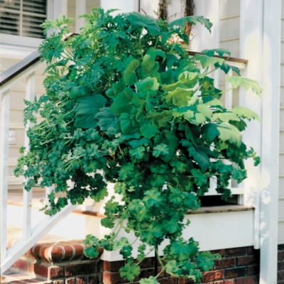 Scented Geranium Mix