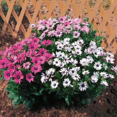 Osteospermum Passion Mix