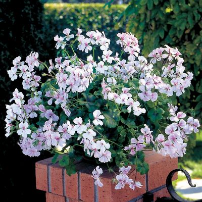 Geranium Summer Showers White Blush