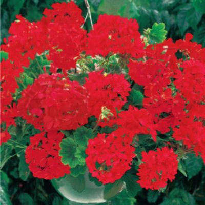 Geranium Breakaway Red Hybrid