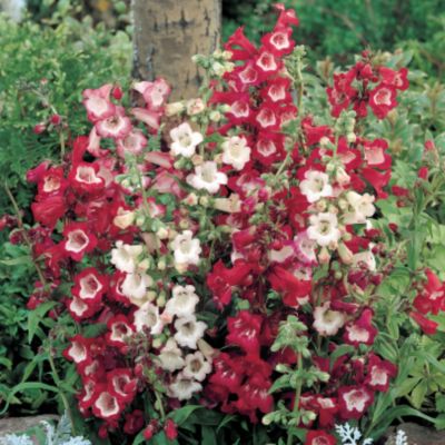 Penstemon Esprit Mix