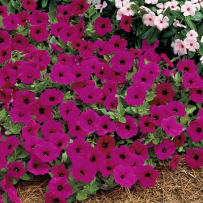 Petunia Tidal Wave&trade; Purple Hybrid: 2�- to 4-inch blooms are single and wide open, with rounded petals of purple on plants 10 to 22 inches tall.