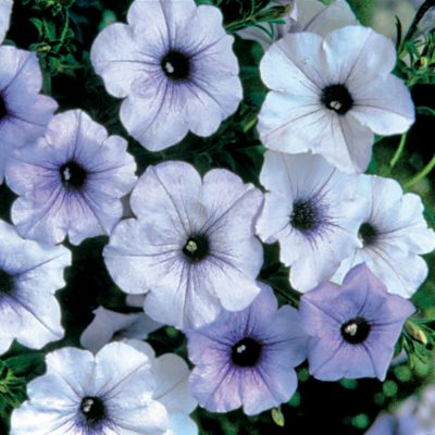 Petunia Tidal Wave&reg; Silver Hybrid: 2 1/2- to 4-inch blooms ar esingle and wide-open, with rounded petals of silvery-white, purple centers, and purple veining.