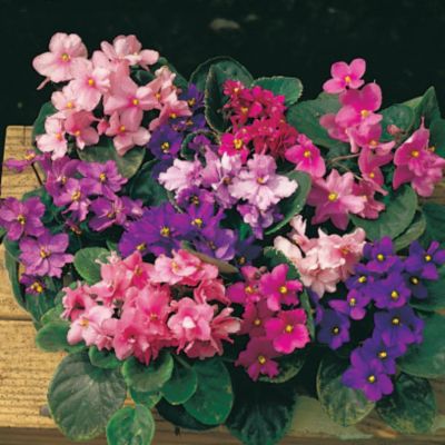 African Violet Fantasy Hybrids: 1 1/2- to 2-inch blooms have an open, 5-petalled form, with pointed petals spaced very close, surrounding a tiny yellow center. The blooms are held in clusters of about a dozen above very large, broad, hairy foliage of dark green. This mix includes single-, semi-double-, and double-flowered blooms in all colors, including bicolors.