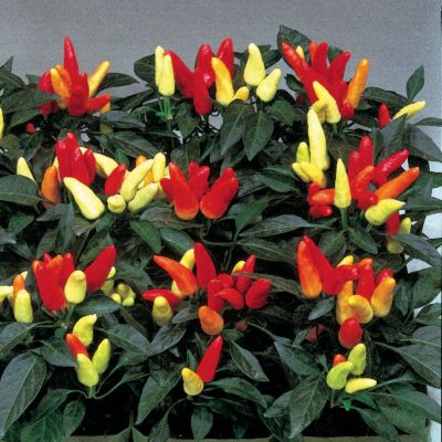 Ornamental Pepper Treasures Red