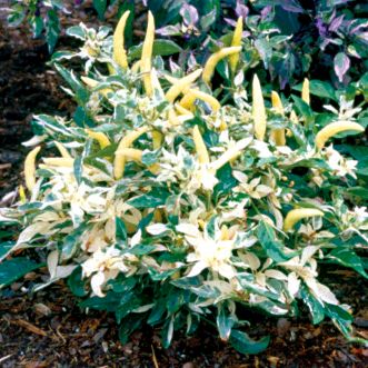 Ornamental Pepper Shu