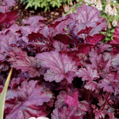 Coral Bells Amethyst Mist