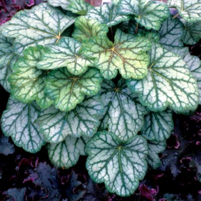 Heuchera 