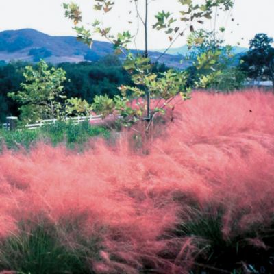 Gulf Coast Muhly Regal Mist<TM>