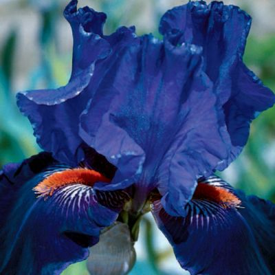 Bearded Iris 'High Profile': Bicolor blooms with mid-blue standards, dark violet-blue falls, and brick-red beards on 37-inch stems.