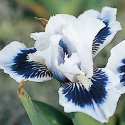 Dwarf Bearded Iris 'Ice and Indigo': Cool blue-white standards and falls marked with a large blue-violet spot near the base on dwarf plants 10 inches high.