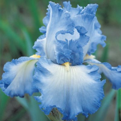 Bearded Iris 'Cloud Ballet': Sky-blue blossoms edged in white on 34-inch stems.