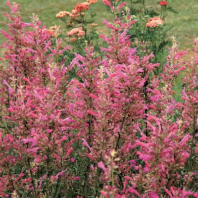 Hyssop Heather Queen