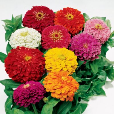 Zinnia Seed Tape Collection: A set of 8 7�-foot-long double strips of tissue paper filled with Zinnia seeds.