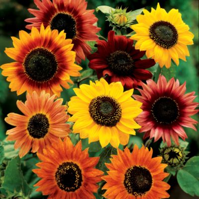 Sunflower Seed Tape Collection: A set of 8 7�-foot-long double strips of tissue paper filled with Sunflower seeds.