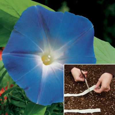 Morning Glory Seed Tape Collection: A set of 8 7�-foot-long double strips of tissue paper filled with Morning Glory seeds.