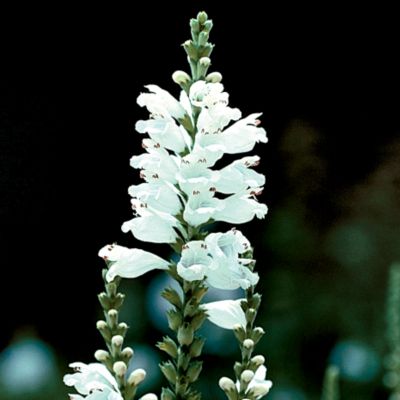 Physostegia Miss Manners PP#12,637