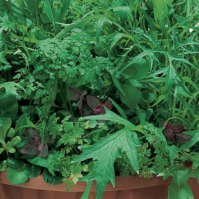 Salad Garden Seed Tape Collection: A set of 8 7�-foot-long double strips of tissue paper filled with  seeds.
